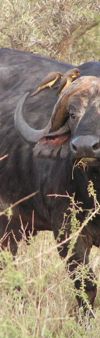 Büffel im Serengeti-Nationalpark